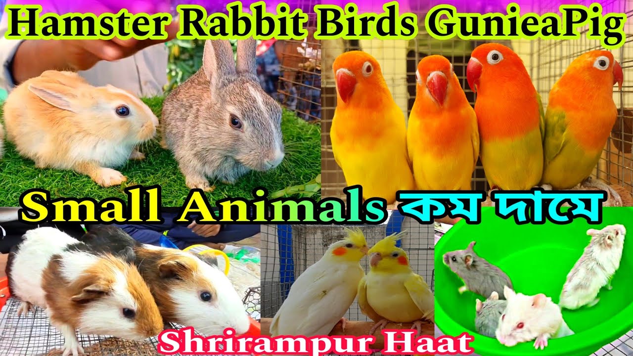 Serampore Pet Market 💥 | Birds Hamster Rabbit Guniea Pig | Small Animals Shrirampur Haat