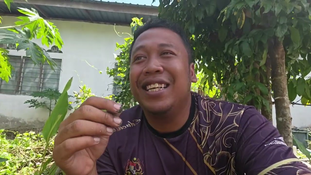 Racun serangga organik semulajadi dari daun pokok betik