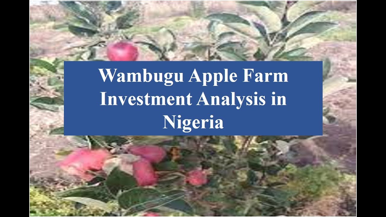 Wambugu Apple farm investment Analysis in Nigeria