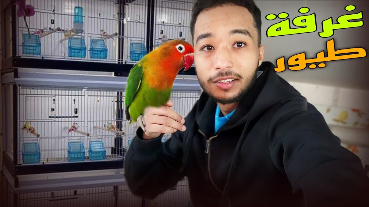 هدا هو المكان لي نقلت ليه الطيور 😯✨