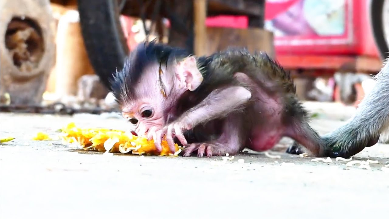 Great and sweetie baby girl Millie, little cute Millie join food with her beloved mommy Emila