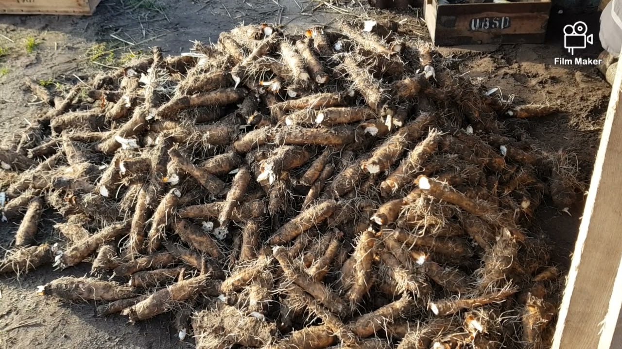 Grondwitloof telen is zeer arbeidsintensief