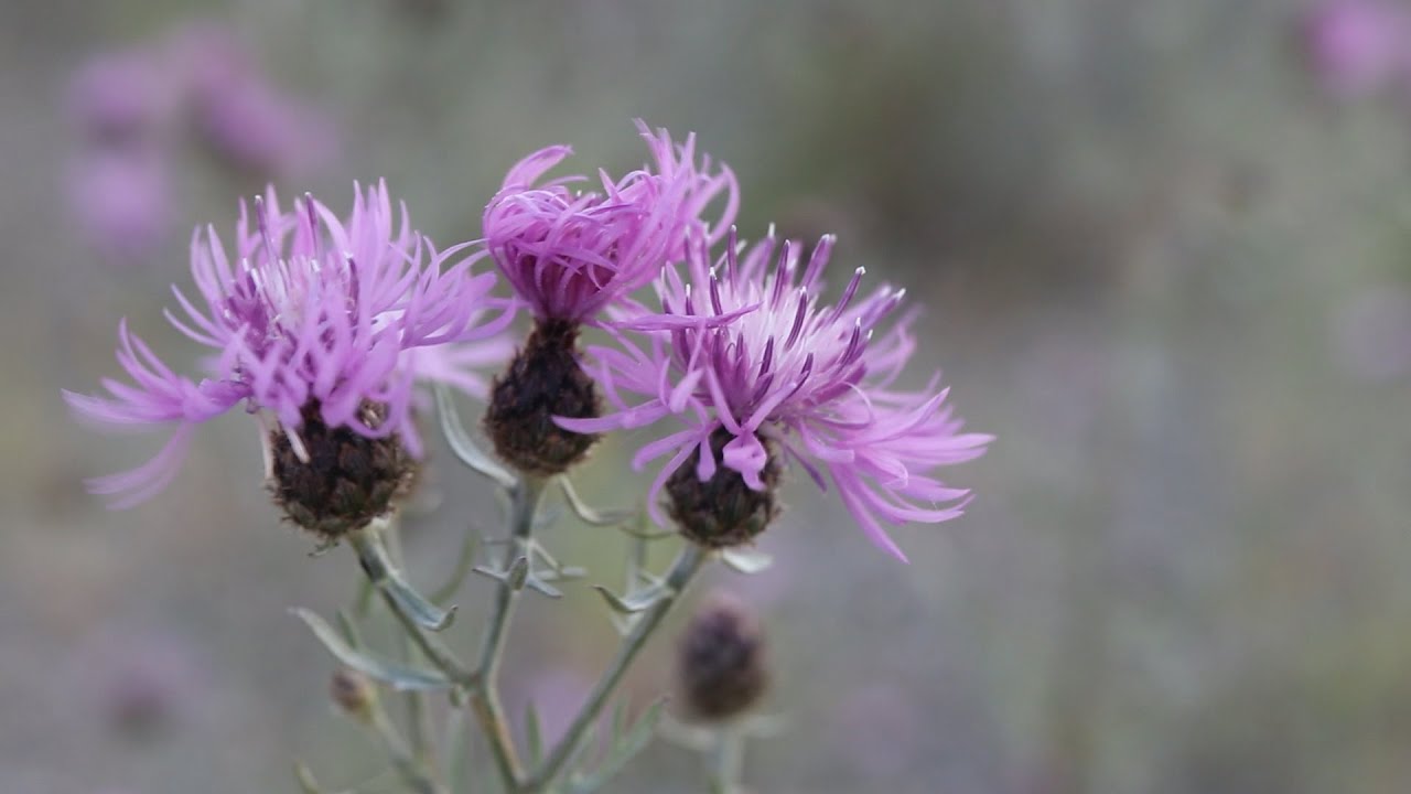 SPOTTED KNAPWEED (Centaurea maculosa)