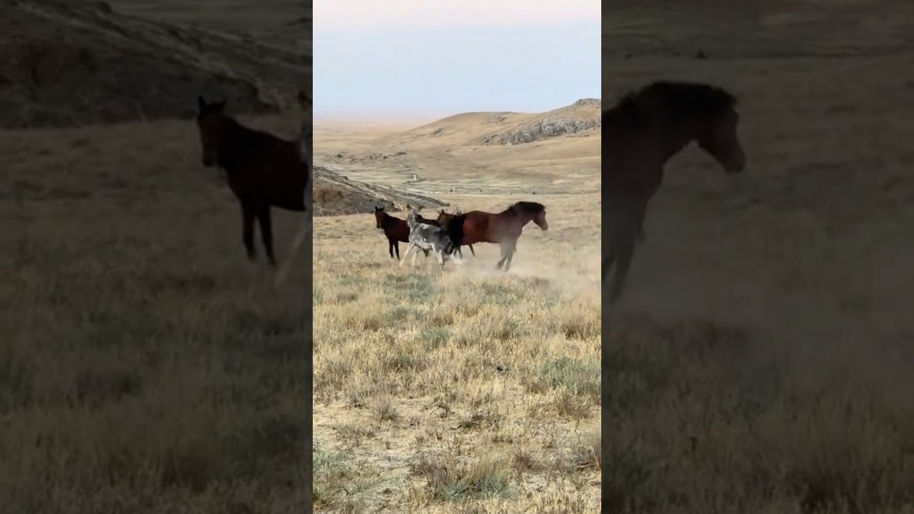 Horse vs Donkey 🐎🆚🫏