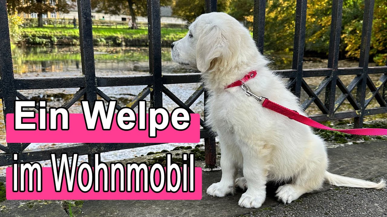 Erste Wohnmobil-Tour mit Hunde-Welpe nach Stadthagen, Mardorf und Bückeburg