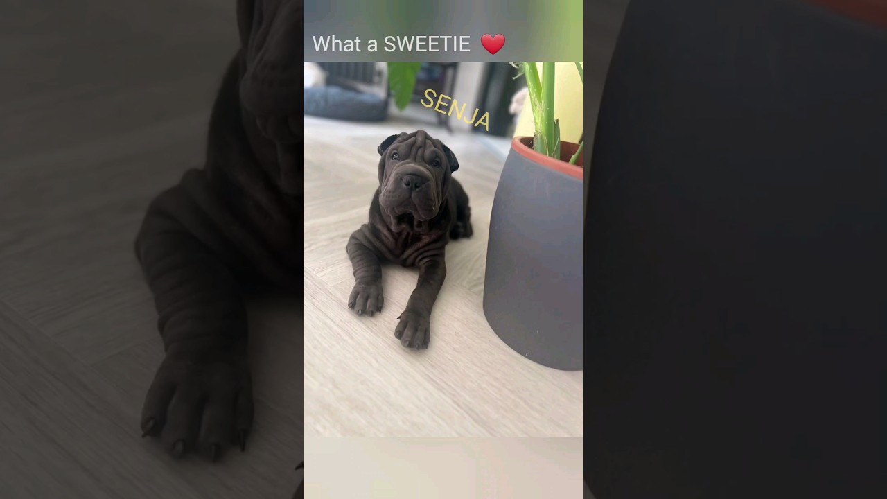 Shar-Pei puppy is eagerly awaited..❤️ #shorts #dog #sharpei #doglover #dogslife #dogbreed #pets