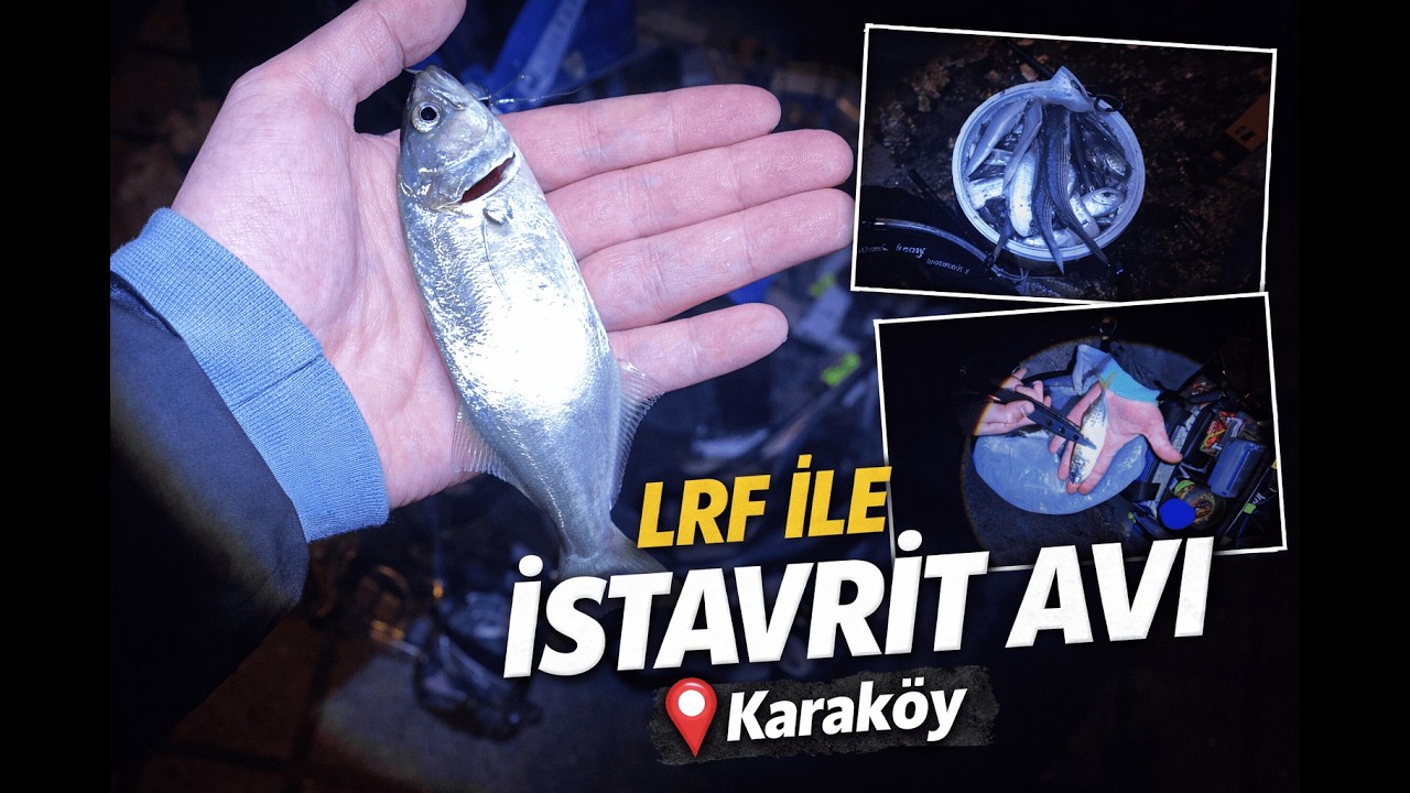 LRF ile İstavrit avı  |  Çinekop Boyları Büyüdü