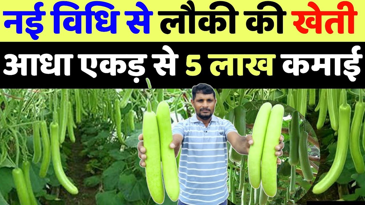 लौकी की खेती ने बनाया 3 महिने में लखपति | lauki ki kheti kaise kare | lauki ki kheti machan vidhi se