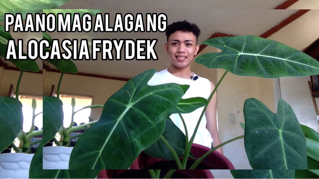 HOW I GROW MY ALOCASIA FRYDEK | PAANO ALAGAAN ANG ALOCASIA FRYDEK #alocasia