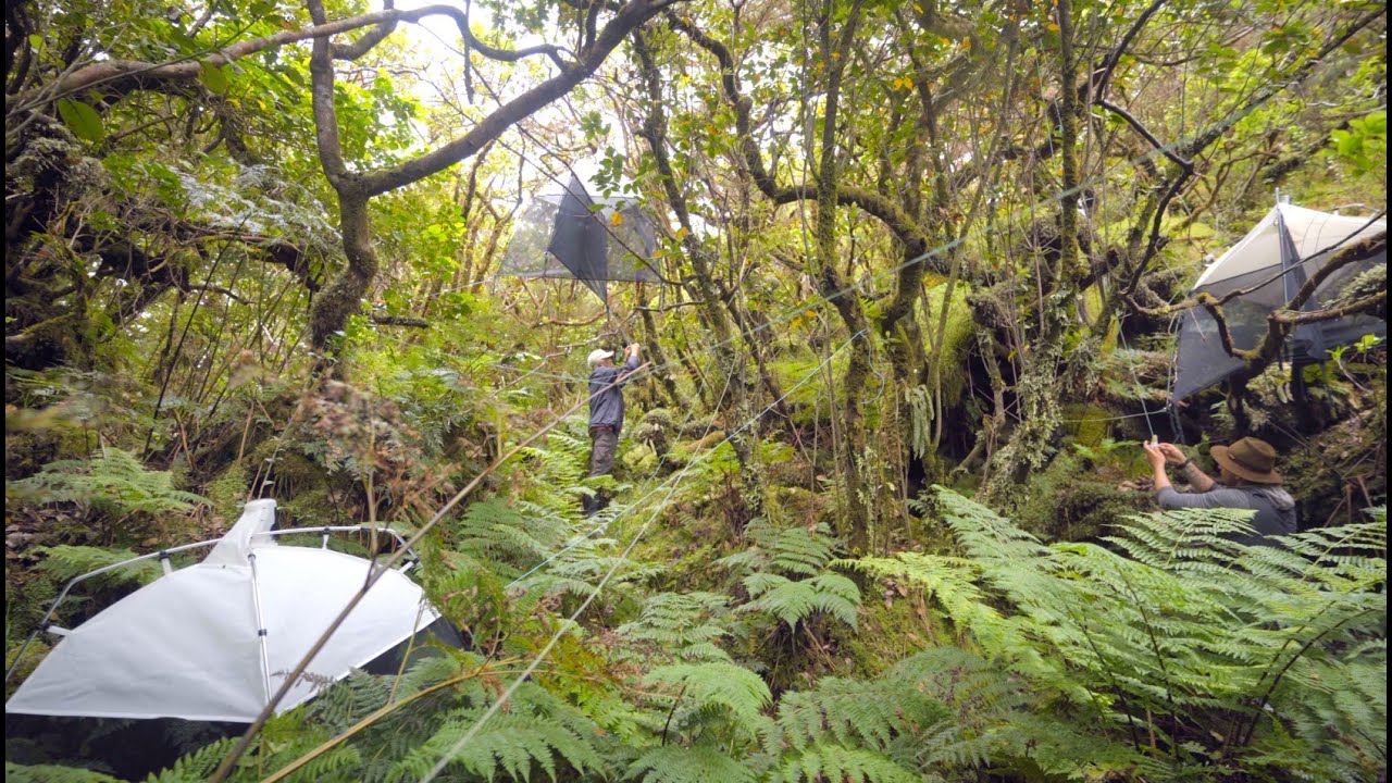 Gems of the North Atlantic: CE3C in the Azores