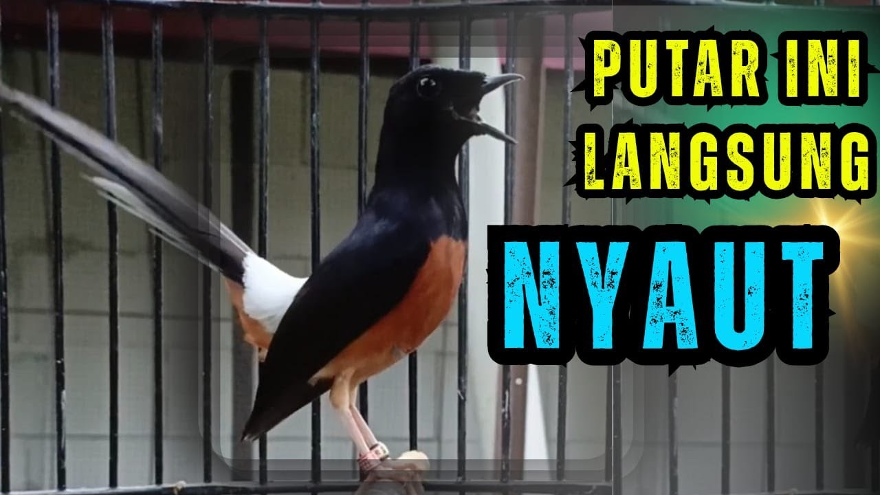 100% PANCINGAN murai batu gacor AMPUH MENJADIKAN murai batu agar cepat bunyi NYAUT
