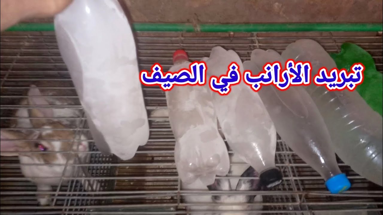 أسهل طريقة نجاح تربية الأرانب في الصيف
