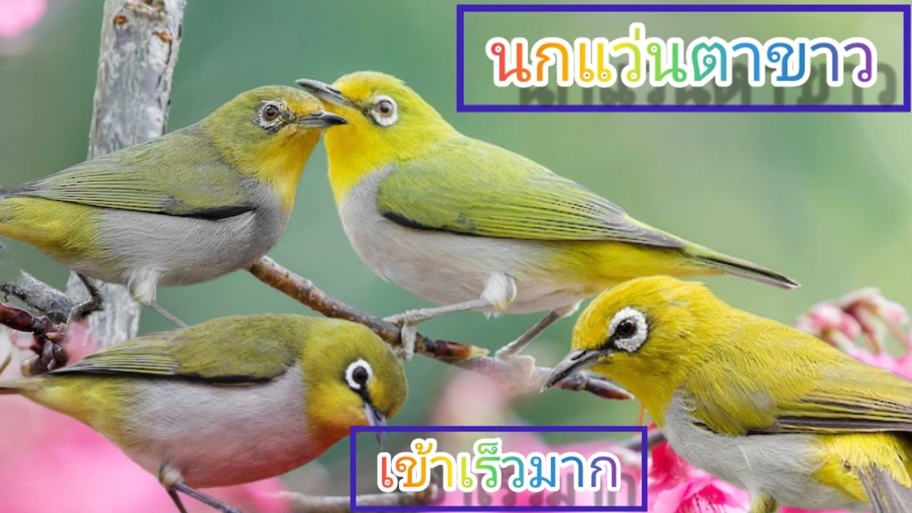 เสียงต่อนกแว่นตาขาว...#บ้านนอกคอกนา #บ้านนอก #บ้าน #ธรรมชาติ #ชนบทลาว#อย่าปิดการมองเห็น