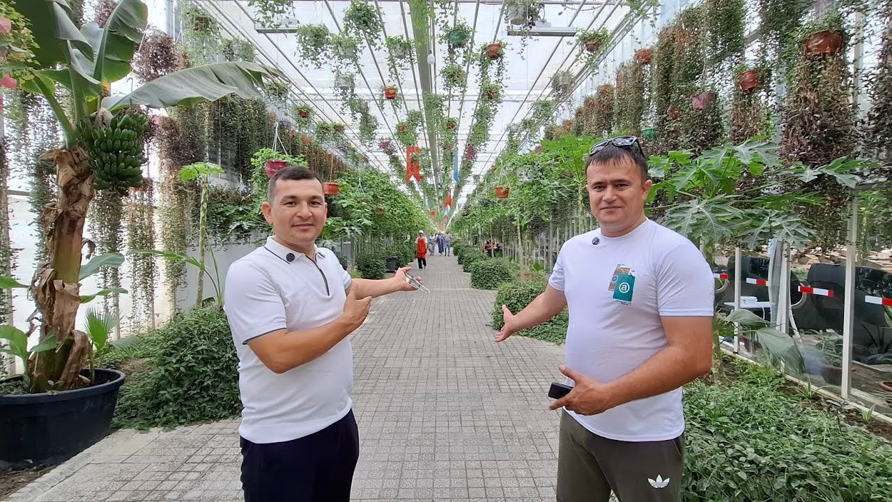 Сайохат бухора парник