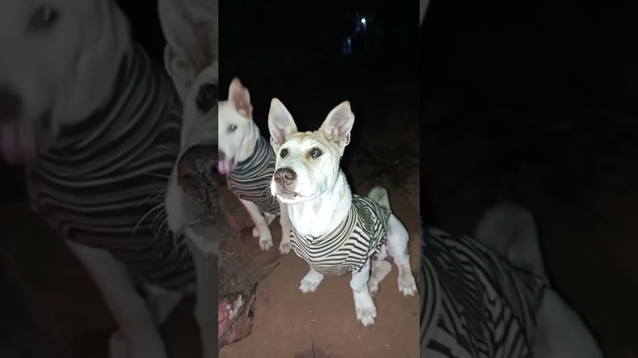 How to Keep Your Pets Warm in Cold Weather | Easy & Safe Heating Tips