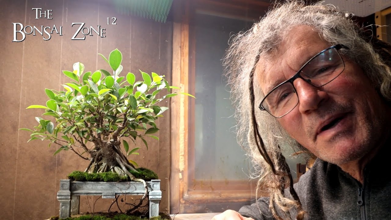 Перезагрузка моего фикуса во вьетнамском стиле, The Bonsai Zone, октябрь 2025 г.