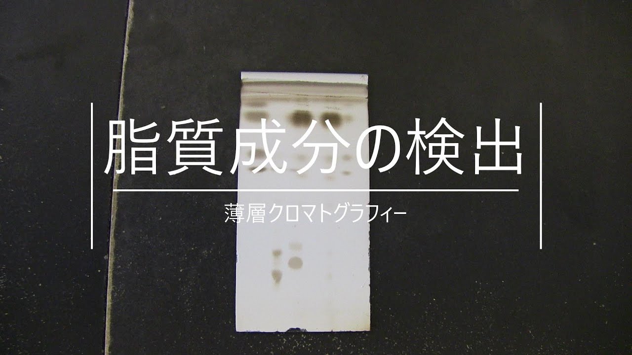 薄層クロマトグラフィー~脂質成分の検出~③