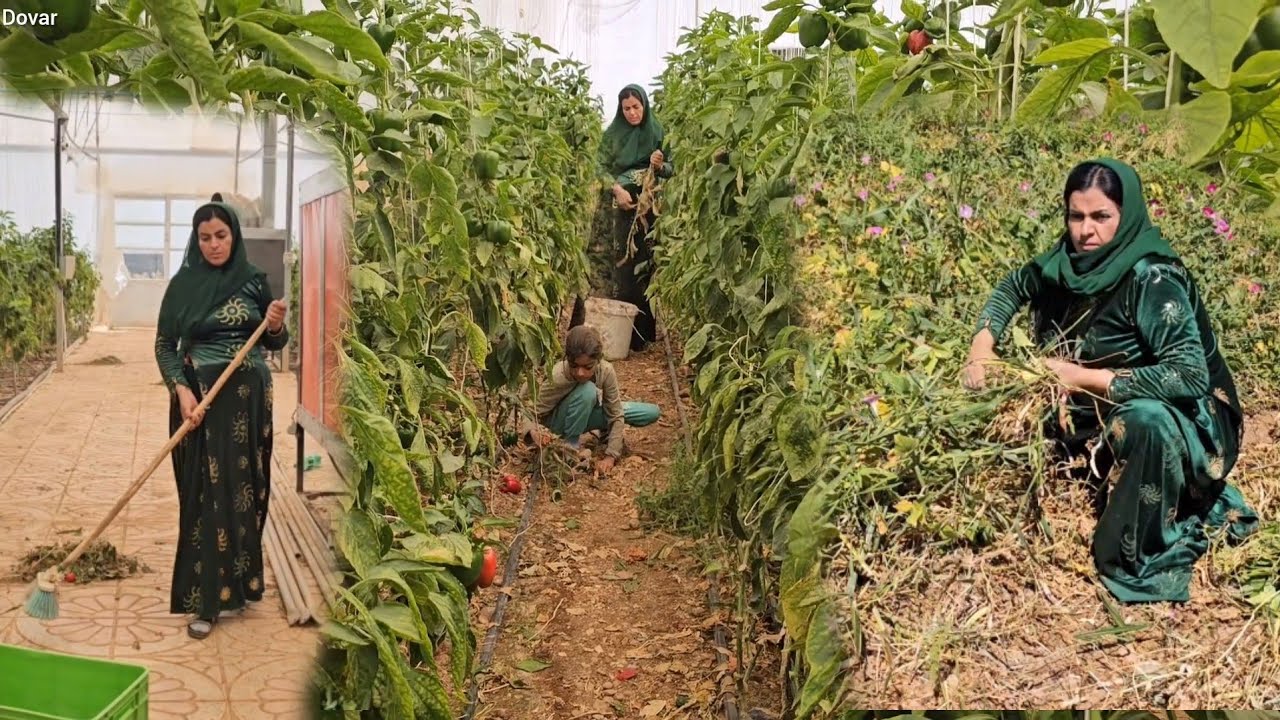 Pregnant Zainab's exhausting effort in the greenhouse, should we wait for an unfortunate accident?
