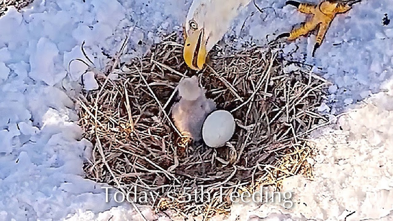 #26🦅🐥2°🥚／Duke Farms Eagle Nest 2026／Duke Mom💗Duke Dad／by Duke  Farms