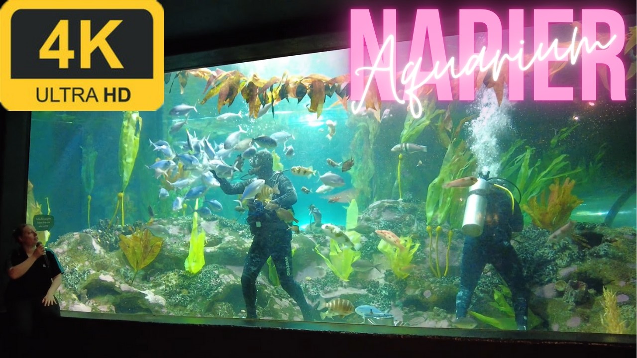 National Aquarium of New Zealand | Walking Tour | Napier | 4K