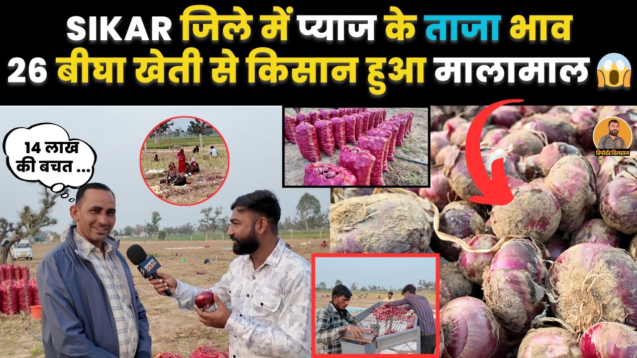 सीकर का किसान 26 बीघा में प्याज की अगेती खेती से हुआ मालामाल, देखें मुनाफा ~