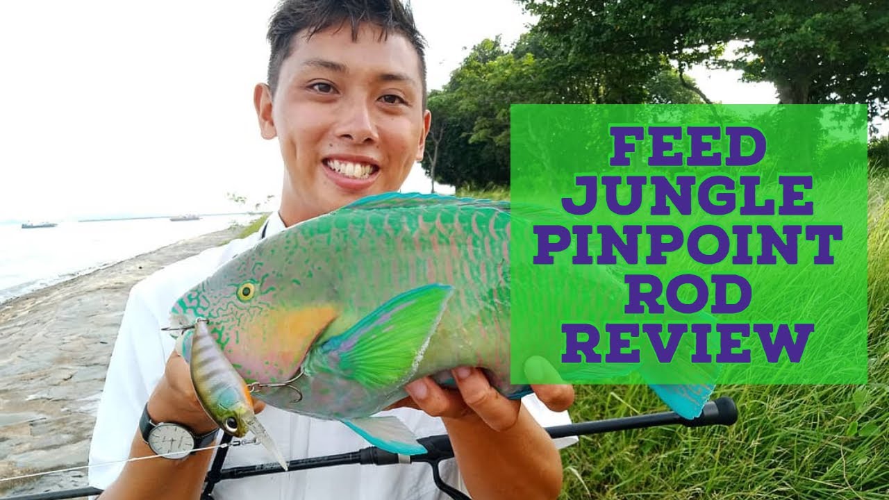 Feed Jungle Pinpoint Fishing rod review