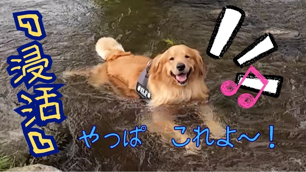 マイブーム『浸活』で にやけっぱなしだった！ (笑) 【エンゼルフォレスト白河高原】ゴールデンレトリバーエルちゃん