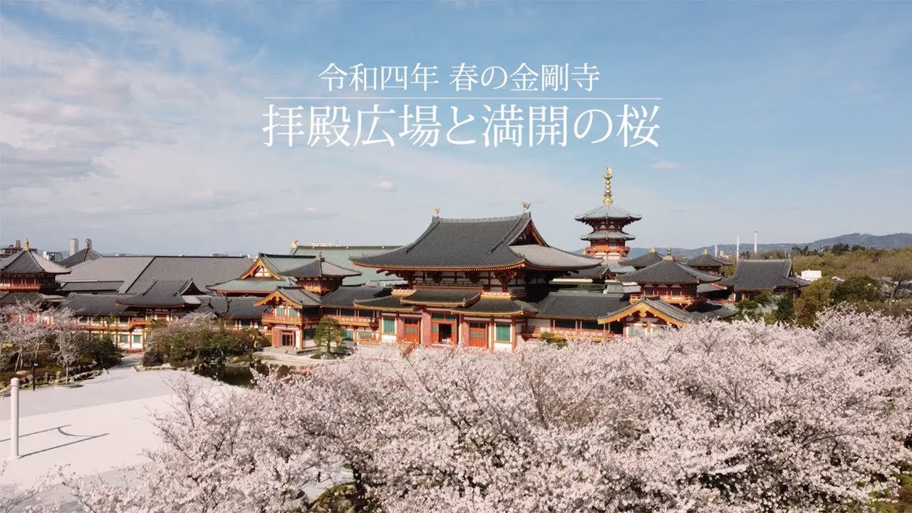 令和四年 春の金剛寺 拝殿広場と満開の桜