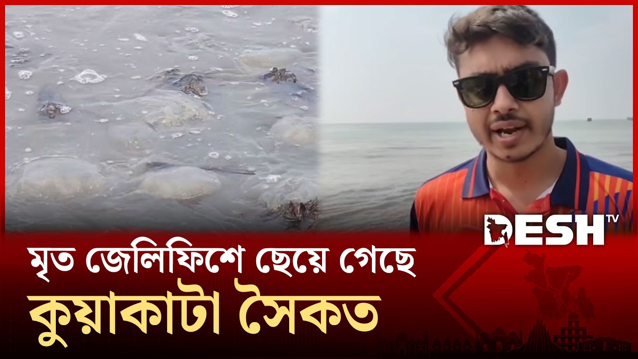 মৃত জেলিফিশে ছেয়ে গেছে কুয়াকাটা সৈকত,হুমকিতে পরিবেশ | Kuakata | Jellyfish | Desh TV