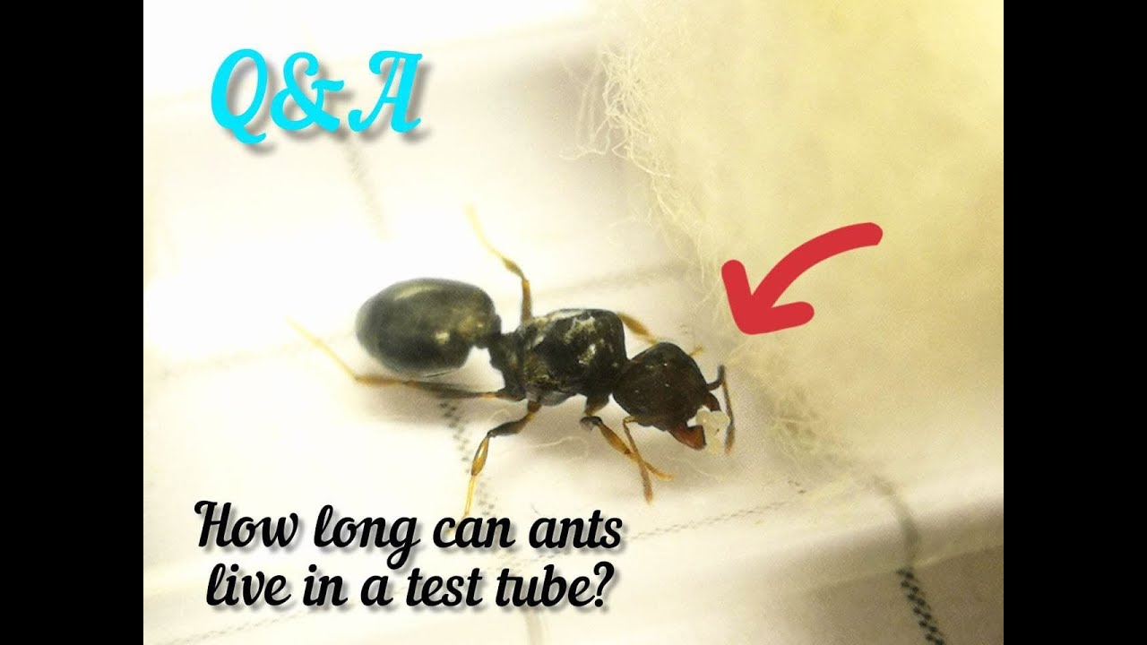 Q&A (5) How long can ants live in a test tube?