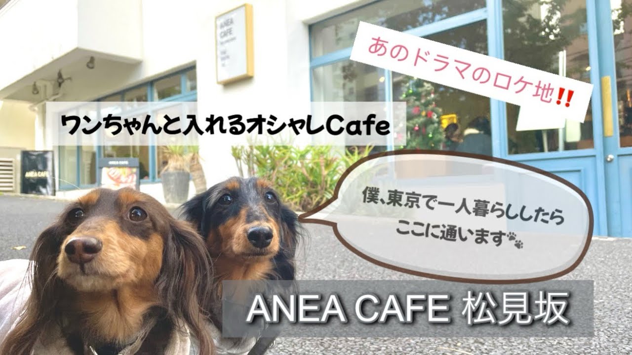 【犬と行けるカフェ東京/目黒】おすすめの犬店内OKなカフェでsilentロケ地としても人気🐶アネアカフェ松見坂🐶美味しくておしゃれだよ