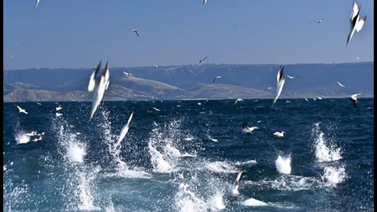 L'assaut IMPLACABLE des fous du Cap - ZAPPING SAUVAGE