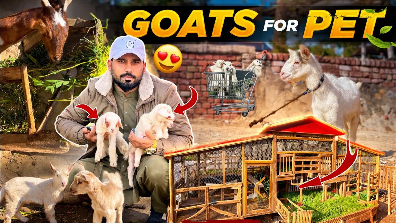 Apne Pet House Ke Liye Bakre Ke Bachay Le Aaye 🐐😍 | Cute Baby Goats Vlog