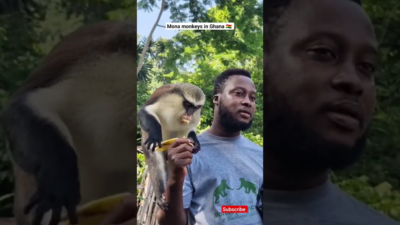 The mona monkeys in Ghana play by sizes #Ghanavlog #visitghana #yearofreturn #monkeysanctuary #volta