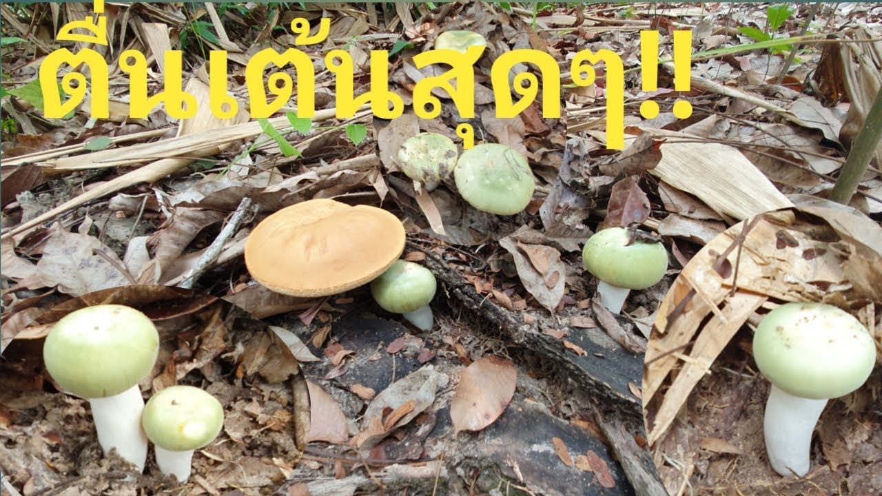 ตะลึงสุดๆ!!หาเห็ดครั้งแรกของปี2563🍄🍄