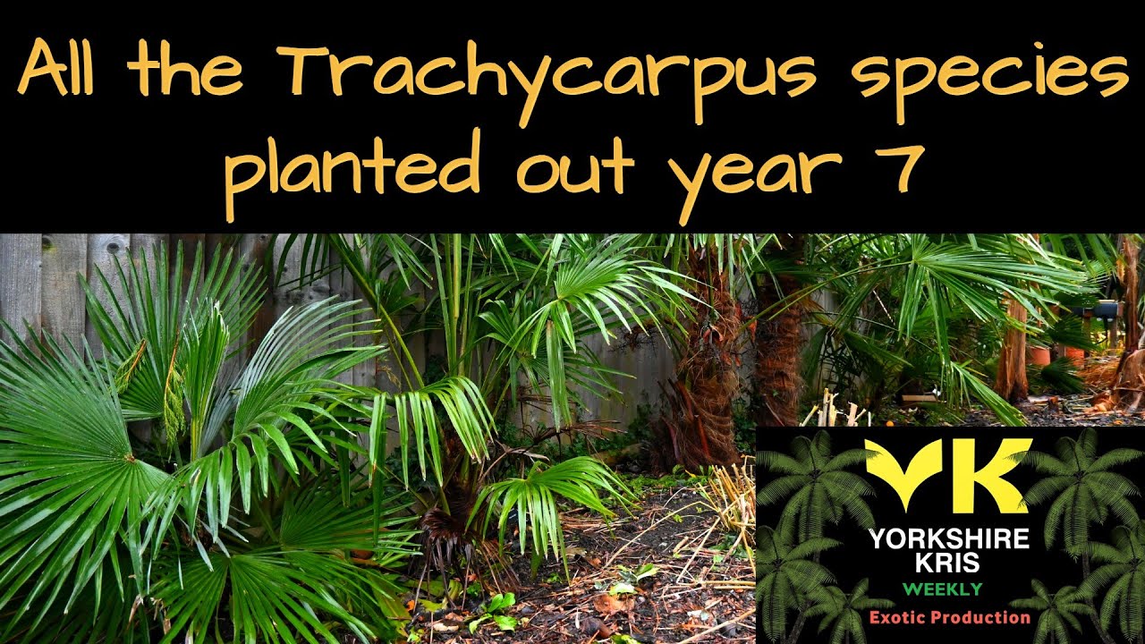 Все виды рода Trachycarpus от А до Я, 2021 год