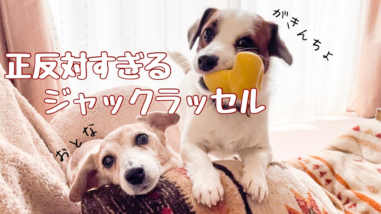 まるで逆⁉︎性格が違いすぎるジャックラッセルテリア　Jack Russell Terrier