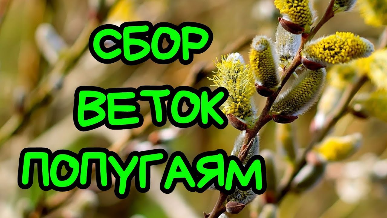 Сбор веток попугаям/ Какие ветки нельзя/ Какие ветки можно попугаю  #попугаи #лес