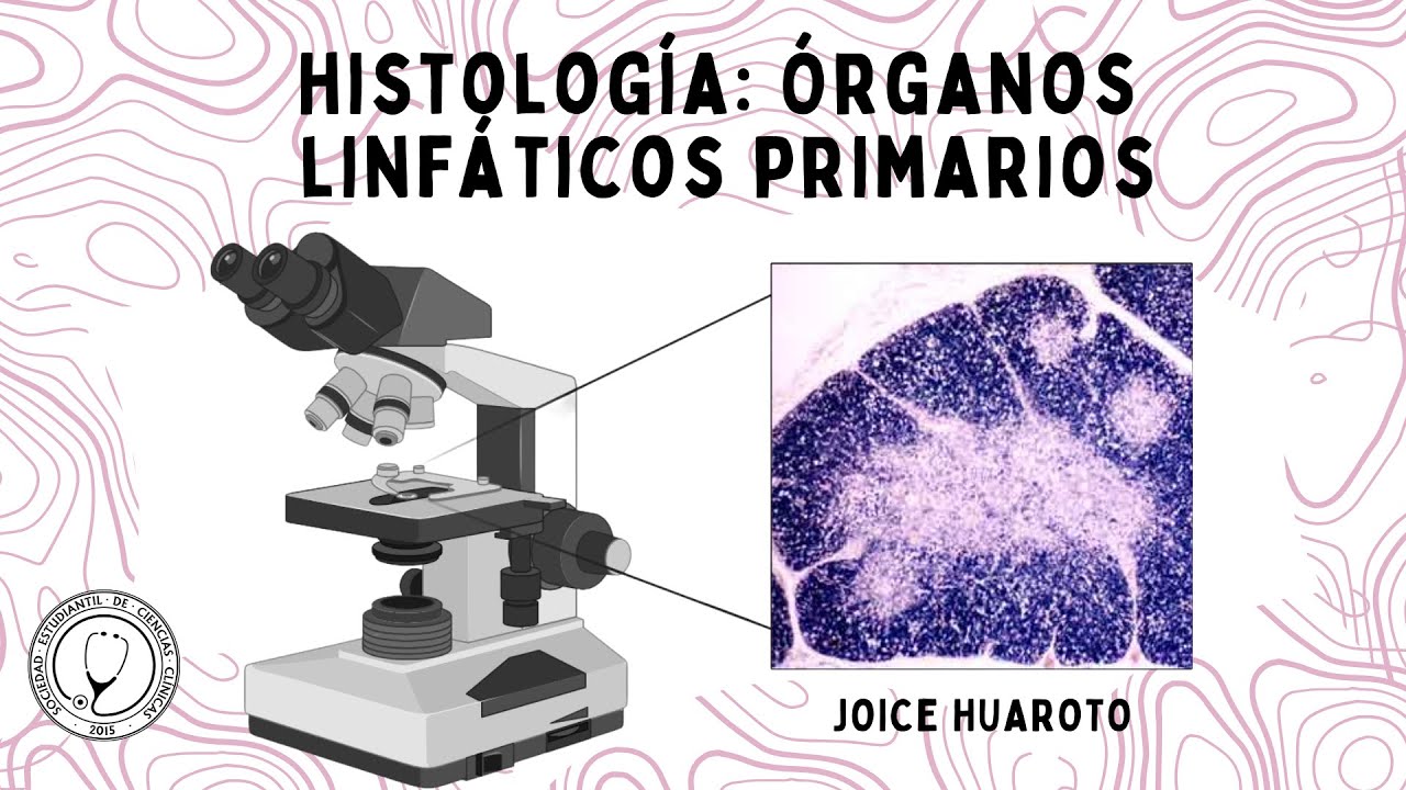 ÓRGANOS LINFOIDES PRIMARIOS | HISTOLOGÍA
