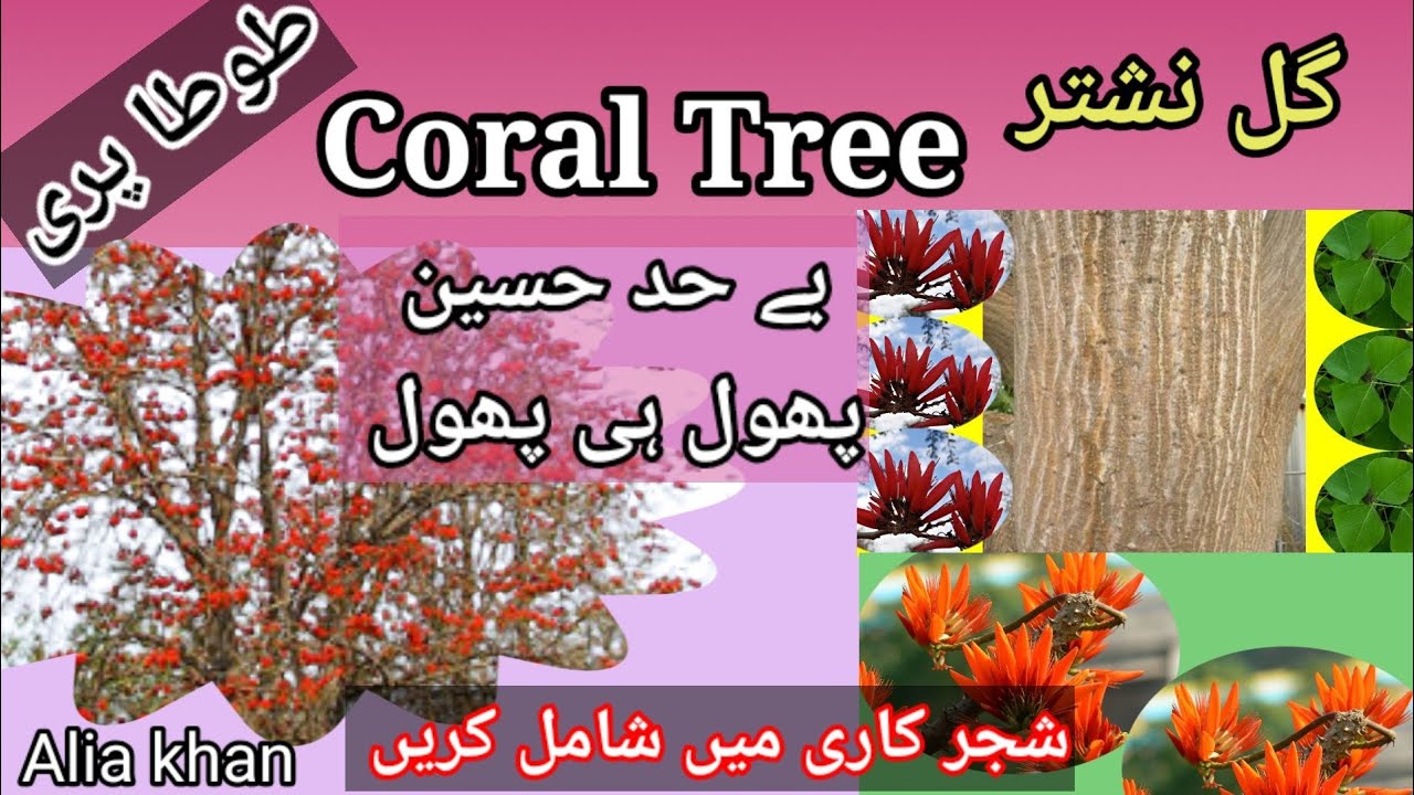 11_Gul -e- Nishtar /Coral Tree /Erythrina /Flowering Tree/Alia Khan
