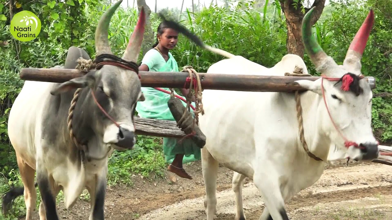 Naati Grains Cold pressed Oils Bull Driven