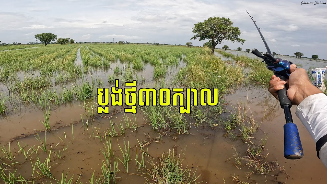 Cambodia Snake Head Fishing | ប្លង់ថ្មី៣០ក្បាល | ទីតាំងចុងខ្សាច់