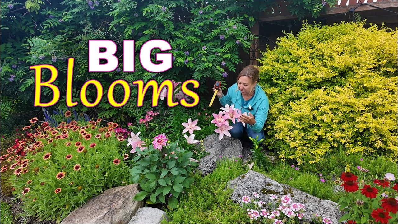 Monday Meanderings in My Carolina Garden | 4ft Lilies & Mums in Bloom!