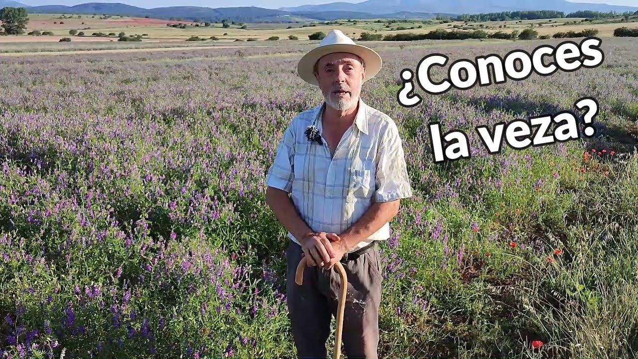 ¿Para qué se cultiva VEZA en Guadalajara?