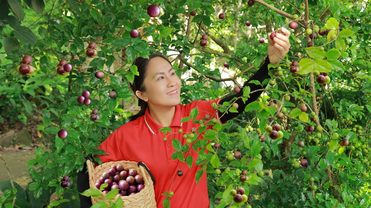 Harvest Flacourtia jangomas goes to the market sell | Emma Daily Life