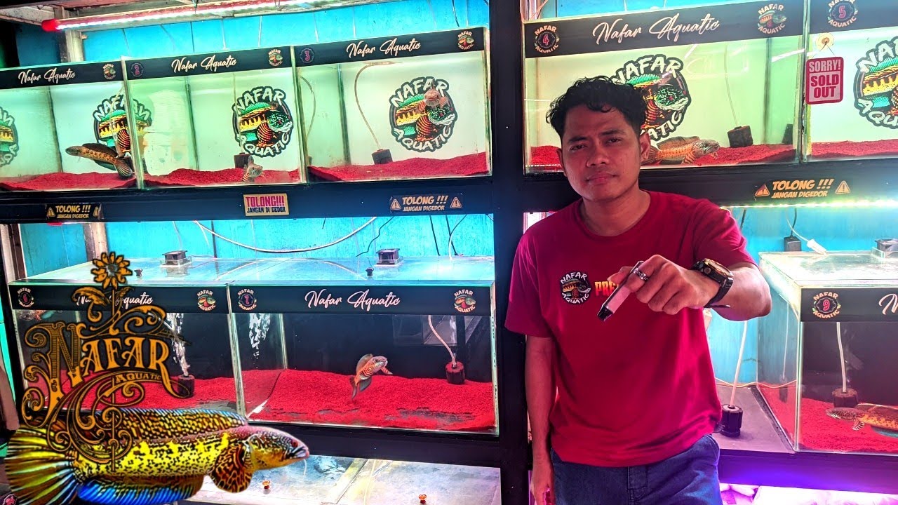 REVIEW HARGA IKAN HIAS CHANNA AURANTI SSB DAN IKAN CICHLID DI TOKO NAFAR AQUATIK 
