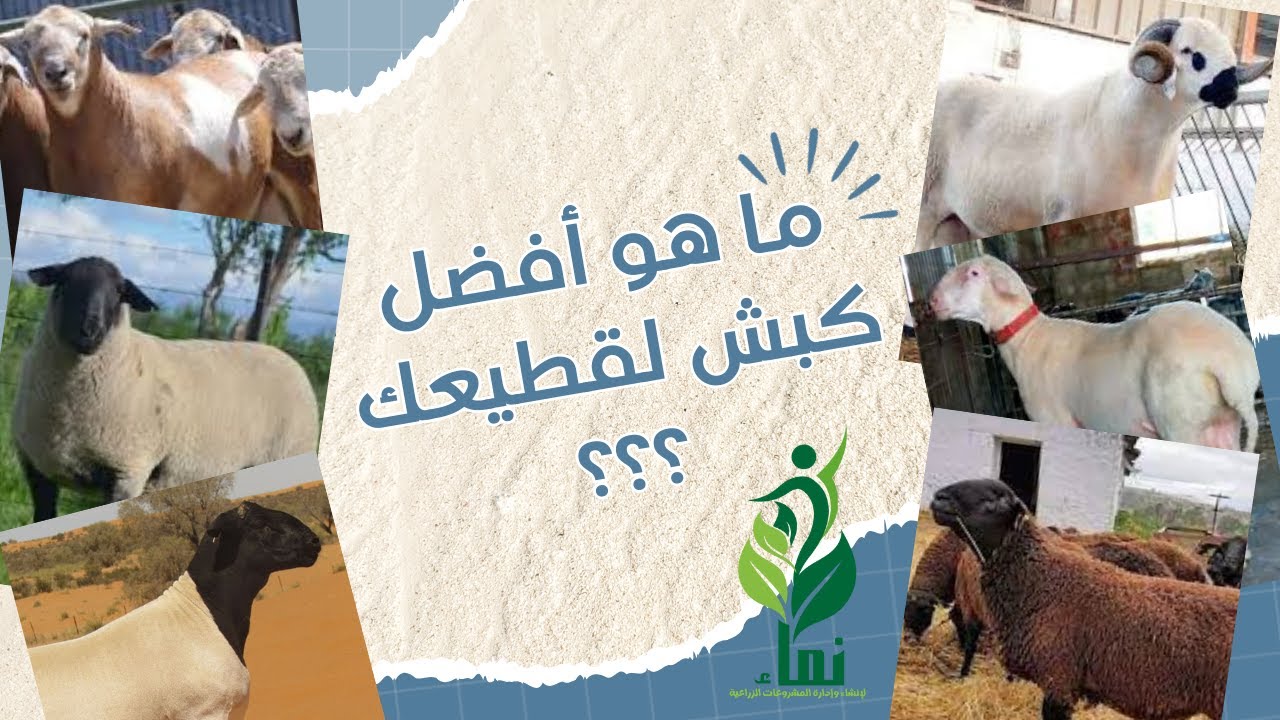 ما هو أفضل كبش لقطيعك ؟