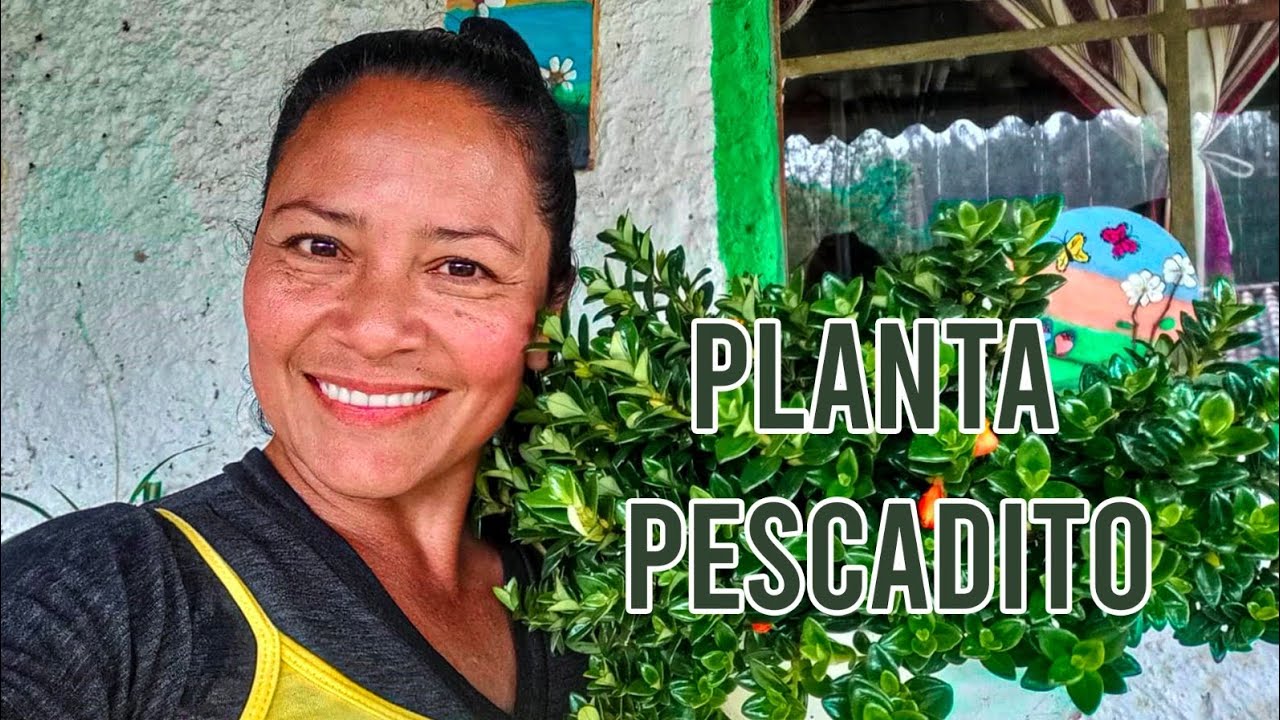 Cómo Cuidar Está preciosa Planta 