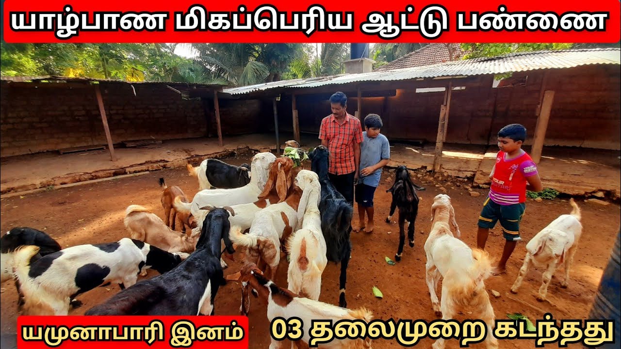 யாழ்பாணத்தின் மிகப்பெரிய ஆட்டுப்பண்ணை/Jaffna Largest goat Farm /srilankanboy