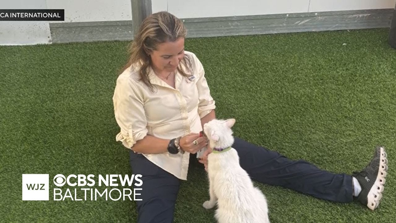Program helped Howard County veteran reunite with stray cat she met overseas